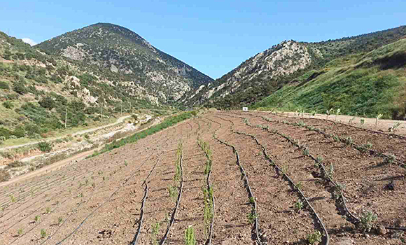 έργα πρασίνου
